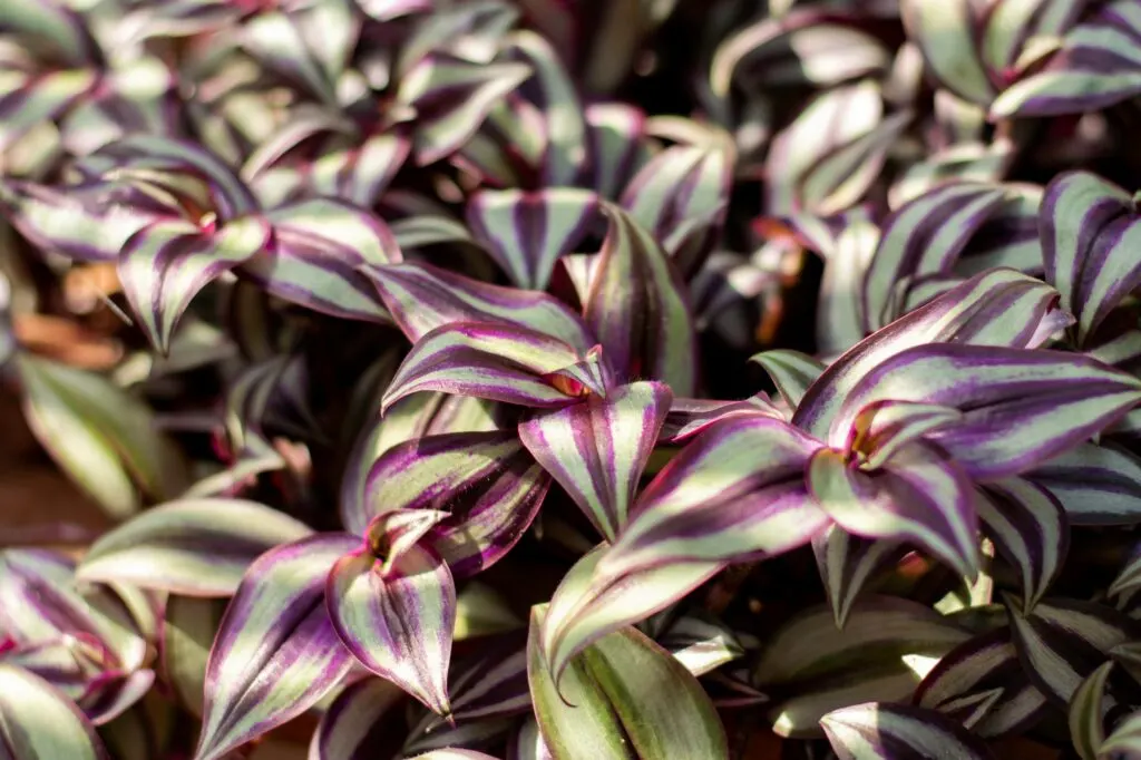流浪的犹太人(紫鸭跖草)是另一个吸引人的室内植物可以生长在一个容器与可可班轮