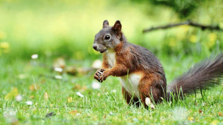 8 Best Tips How to Keep Squirrels Away from Fig Trees