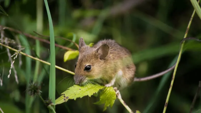 A mouse will eat almost anything to survive, including plant leaves