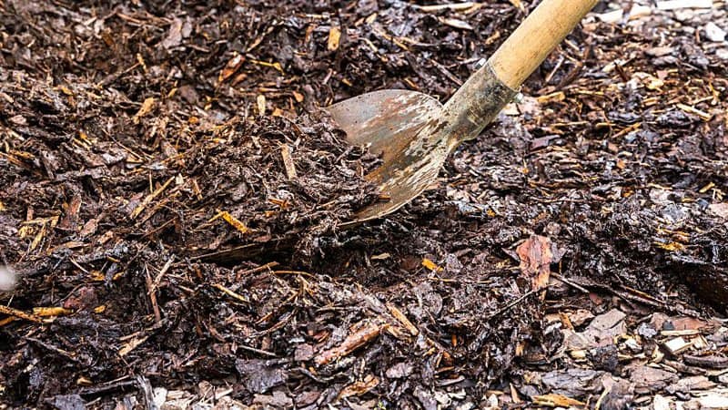Using cedar mulch to the soil forms a protective barrier against weed growth