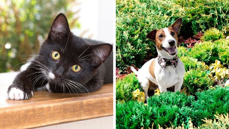 收养猫和狗，如杰克罗素梗有助于保护你的多肉植物免受啮齿动物的侵害