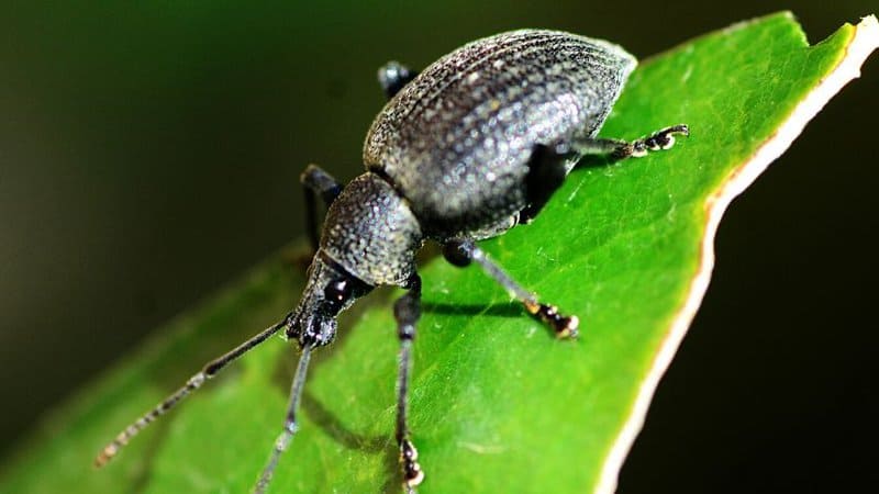 Adult weevils love to munch on the leaves of your primroses