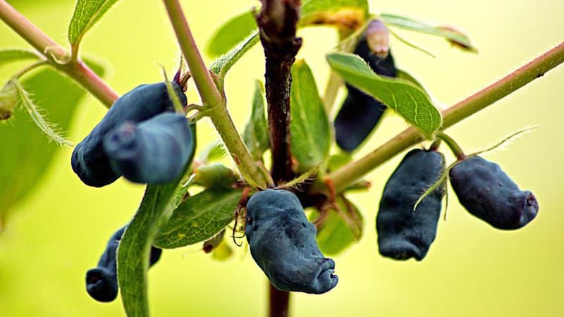 另一种长着蓝色椭圆形浆果的灌木是蓝色金银花，又名“蜜莓”