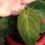 花烛属植物Papillilaminum保健——深入的指导