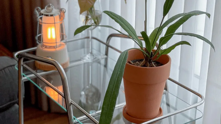 花烛属植物Vittarifolium保健