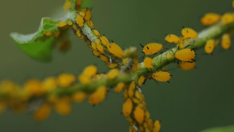 蚜虫是攻击你的植物的叶子和茎植物开始枯萎