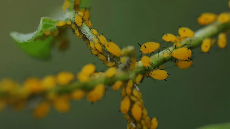 Aphids are attacking your plant if the leaves and stems of the plant have begun to wilt