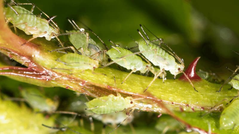 Aphids as the number two garden pest in the Pacific Northwest region