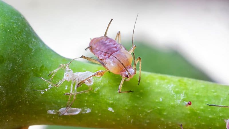 Aphids, though they love to munch on your primroses, are primarily attracted to the weeds surrounding them