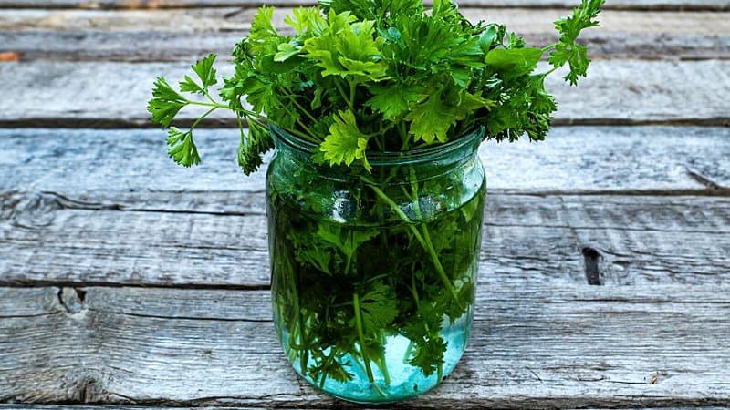 As soon as you harvest your parsley and you want to propagate by cuttings, place them in a vase or glass of water