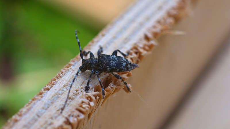 Bark beetles love to dig under the barks of your cedar trees, making them hard to get rid of