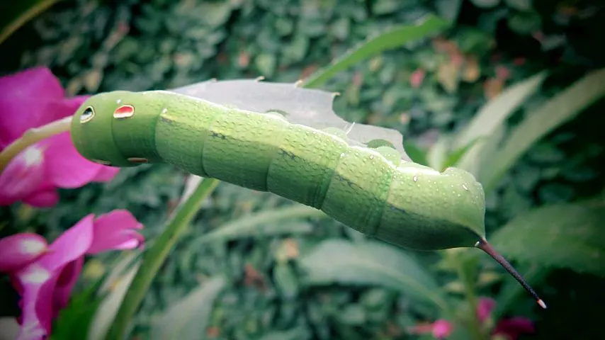 甜菜粘虫是相当普遍的害虫在你的胡椒植物抵抗杀虫剂188金宝慱亚洲体育