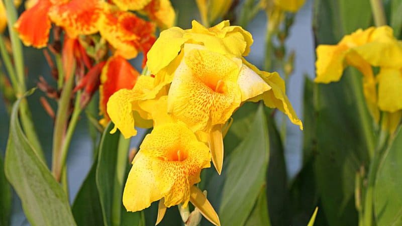 Canna lilies thrive under full sunlight for a minimum of 6 hours and a maximum of 8 hours