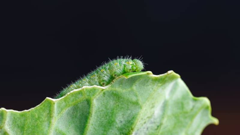 毛虫喜欢多肉植物上的嫩叶，它们会从茎之间或茎内攻击
