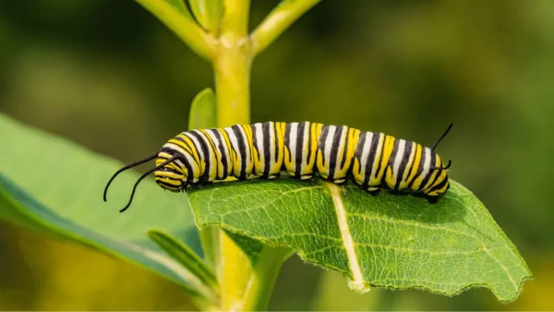 Caterpillars usually leave behind large holes in the leaves of the plants they feed on