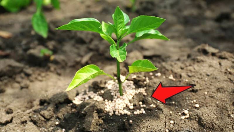 用铲子或大勺子从植物土壤中铲出可见的肥料