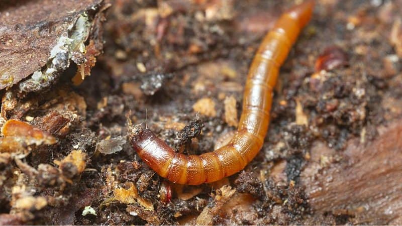 Click beetle larvae not only love to eat the tomato plant's stems, they also cause damage to its roots