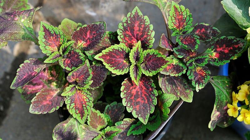 Coleus thrive in hot and humid environments
