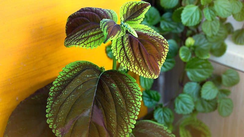 Common Coleus plants thrive in either partially or fully shaded areas