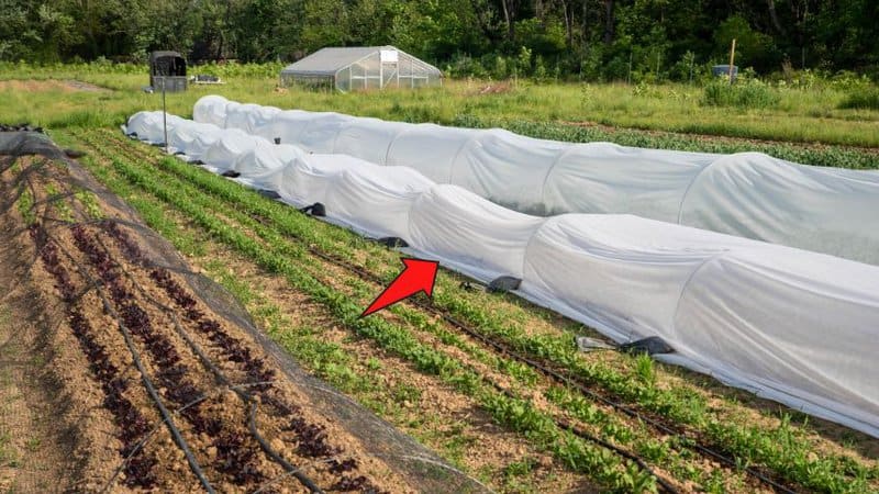 Covering your growing tomato plants in row covers can help protect them from flea beetles