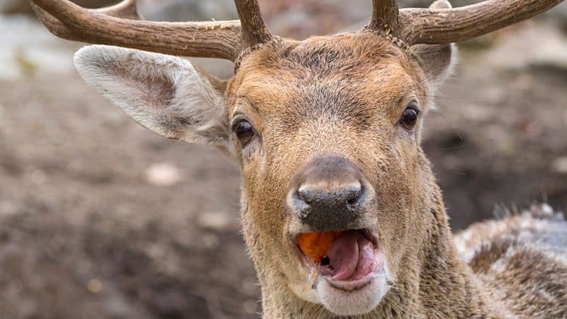 Deer are known to eat anything in their way, including broccoli leaves