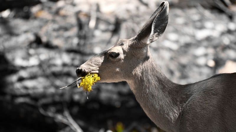 Deer eat succulents because they discovered that they can both eat and drink with this diet
