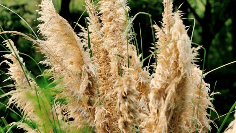 Dwarf Pampas Grass has a color of its flowers is pale yellow or ivory