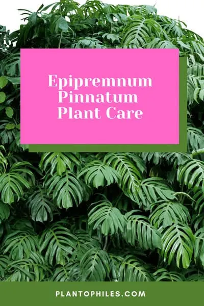 Epipremnum Pinnatum Plant Care