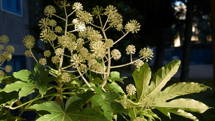How to Grow and Care For Fatsia Japonica