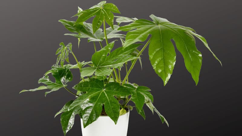 Fatsia Japonica is one of those plants that grows extremely quickly, so you will need to repot once a year