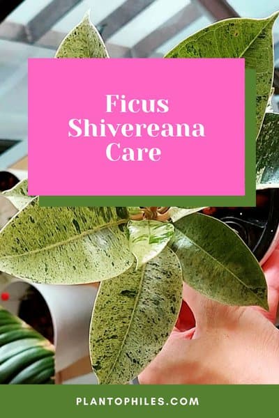 Ficus Shivereana Care