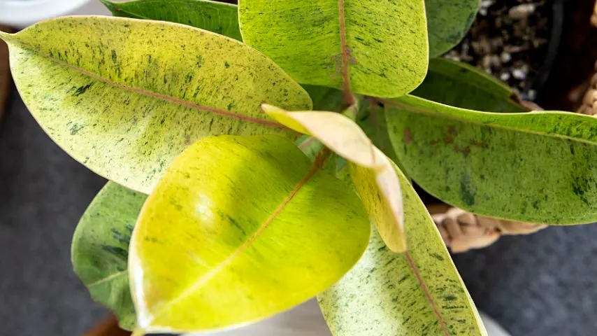 Ficus Shivereana needs bright sunlight for it to thrive