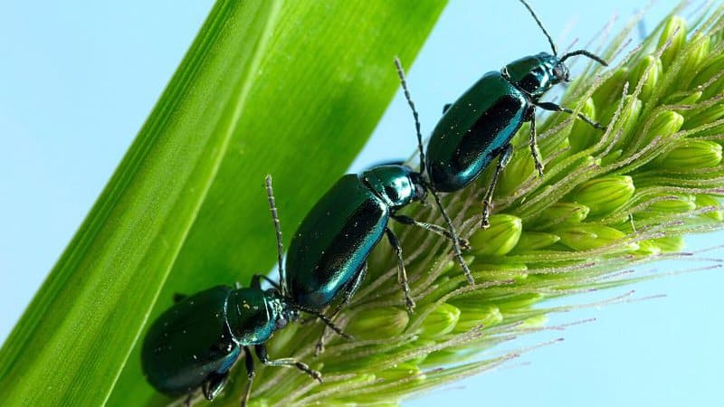 跳蚤甲虫通常攻击番茄植物的叶子，但它们在茎上产卵，这也会损害它
