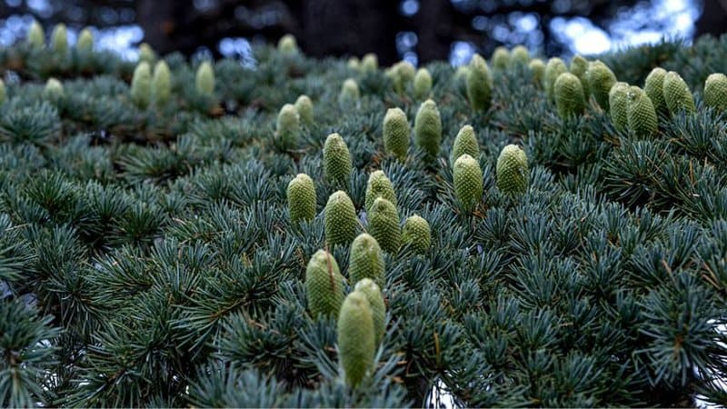 For you to grow cedar trees from seeds, you need to harvest the seeds from their cone-like fruits
