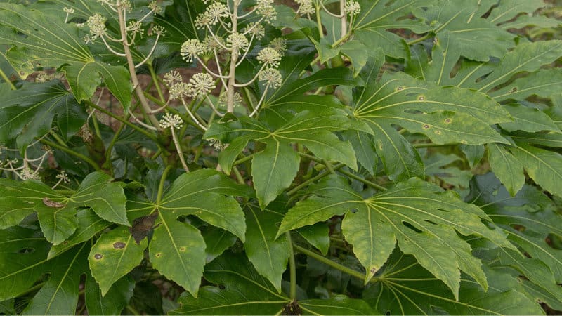 Fungal diseases are very common in Fatsia Japonica, noticeable by dark spots or small holes in the leaves with dark edges
