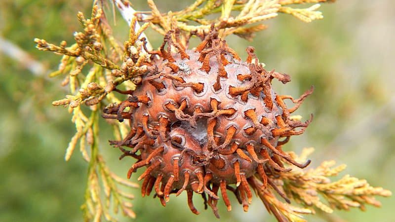 Galls, or orange jelly-like growths on your cedar trees, is a sure sign of Cedar Apple Rust