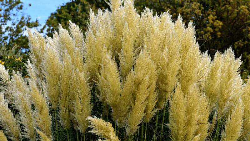Gold Band Pampas grass has a color of its flower is usually white to golden