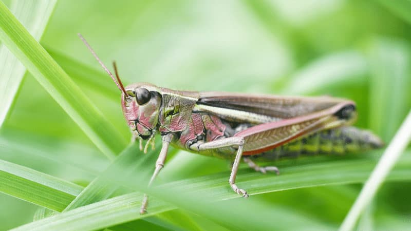 Grasshoppers are the primary garden devourer in the RockiesNorth Central region