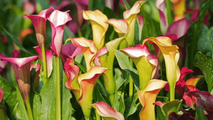 How to Grow and Care for Calla Lily Flowers – #1 Tips