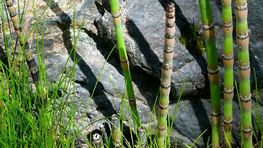 Horsetails turn yellow when the fall season comes