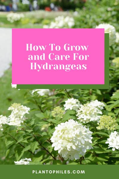 How To Grow and Care For Hydrangeas