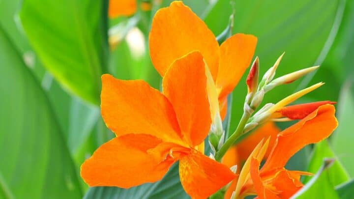 How To Grow and Care for Canna Lily — Best Guide