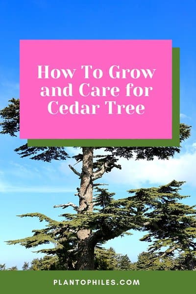 How To Grow and Care for Cedar Tree