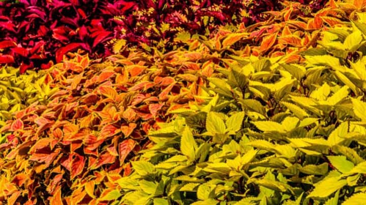How To Grow and Care for Coleus – Best Guide