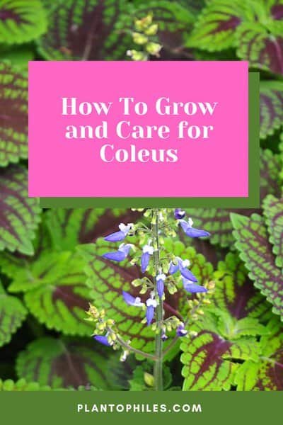 How To Grow and Care for Coleus