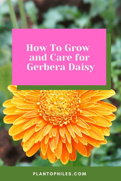 How To Grow and Care for Gerbera Daisy