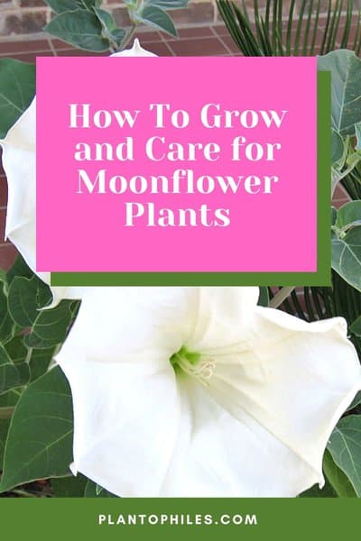 How To Grow and Care for Moonflower Plants