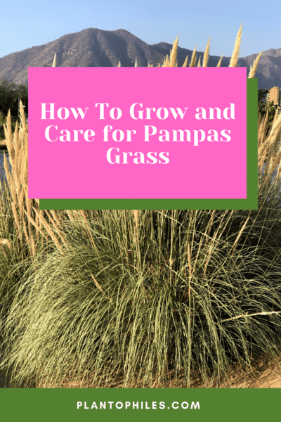 How To Grow and Care for Pampas Grass