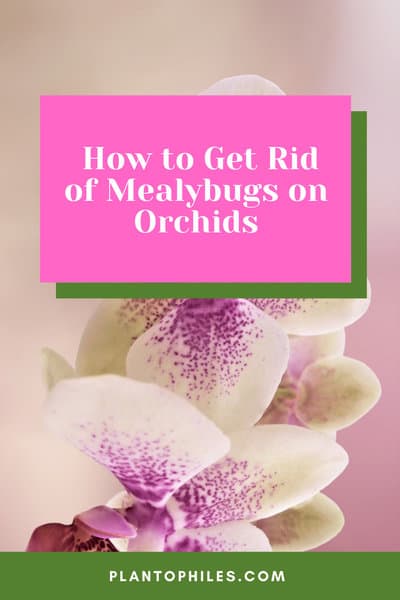 How to Get Rid of Mealybugs on Orchids