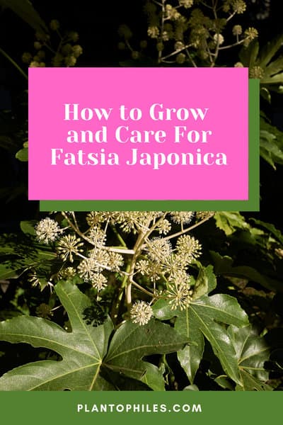 How to Grow and Care For Fatsia Japonica